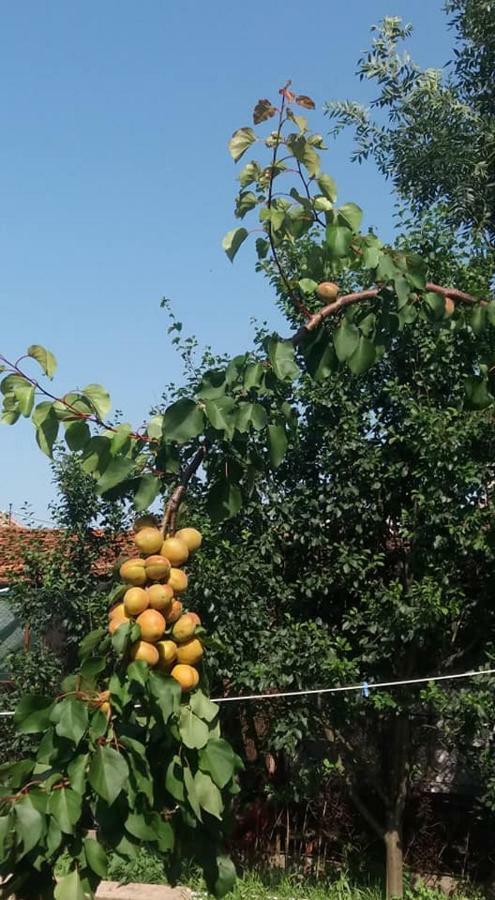 Casa Traditionala Ardeleana Nagymadarász Kültér fotó